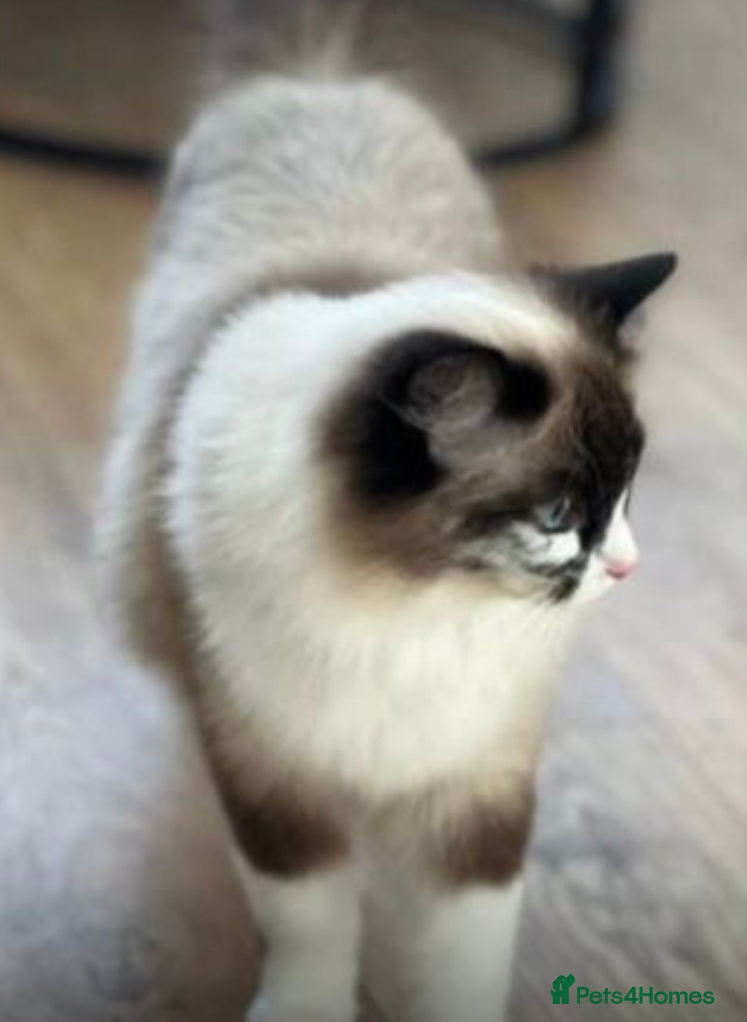 Ragdoll cats for sale: Pedigree Ragdoll 3yrs - Image 1