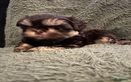 Shih Tzu dogs for sale: A lovely litter of Shih Tzu pups - Image 6