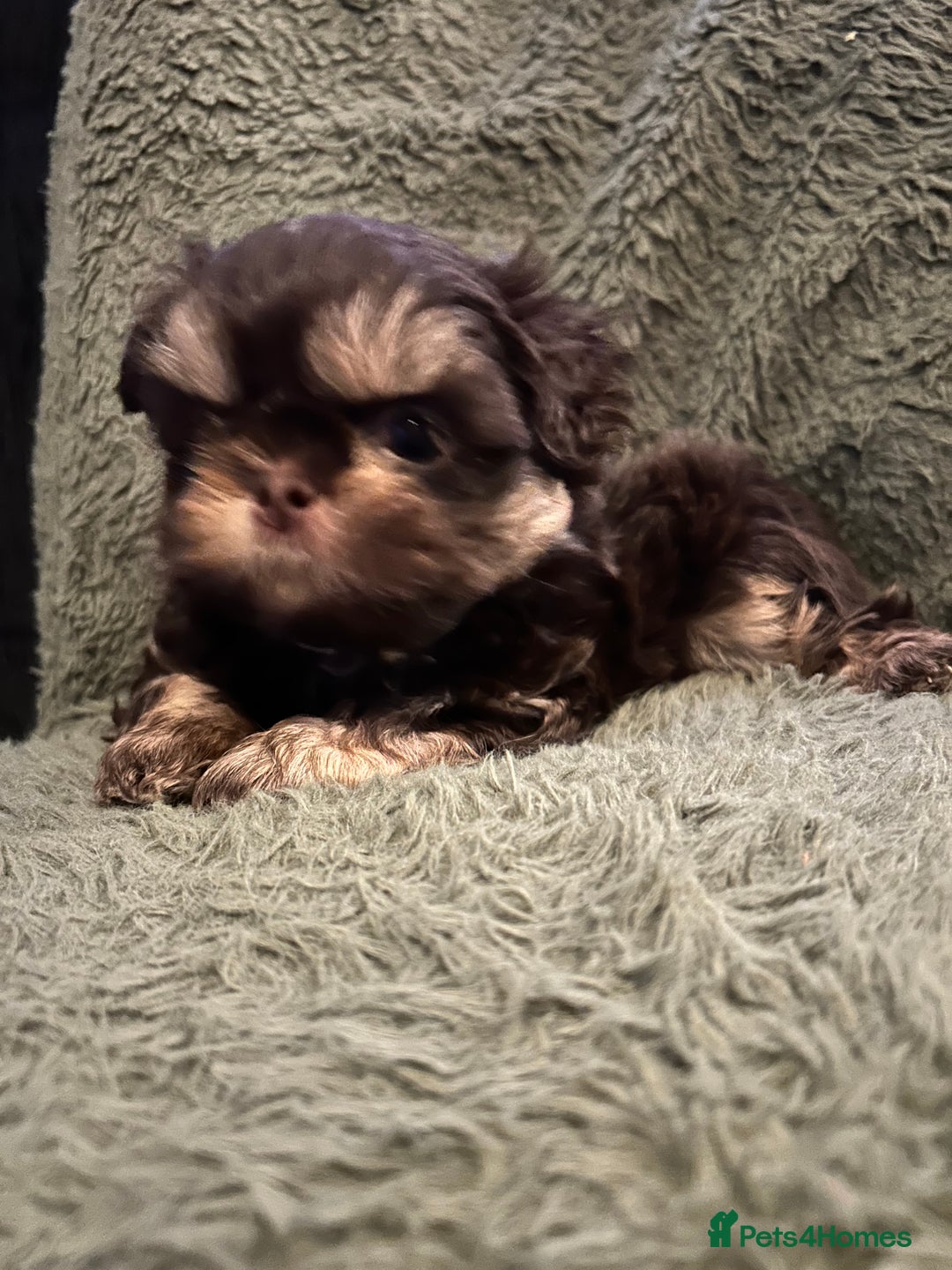 Shih Tzu dogs for sale: A lovely litter of Shih Tzu pups - Image 6