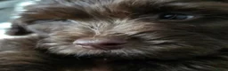 Cockapoo dogs for sale: Cute little cockapoo female puppy  in Gloucester - Advert 1