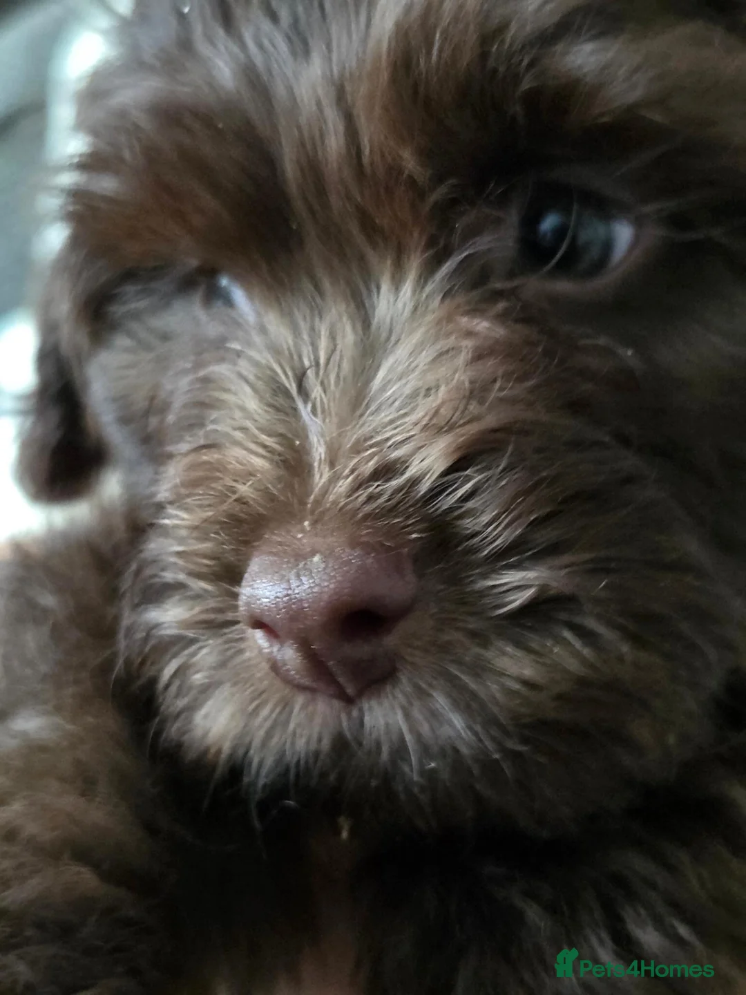 Cockapoo dogs for sale: Cute little cockapoo female puppy  in Gloucester - Advert 1