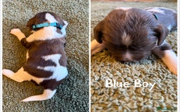 English Springer Spaniel dogs for sale: 🐶 6 x KC REG SPRINGER SPANIELS READY 30th OCT 🎃 - Image 7