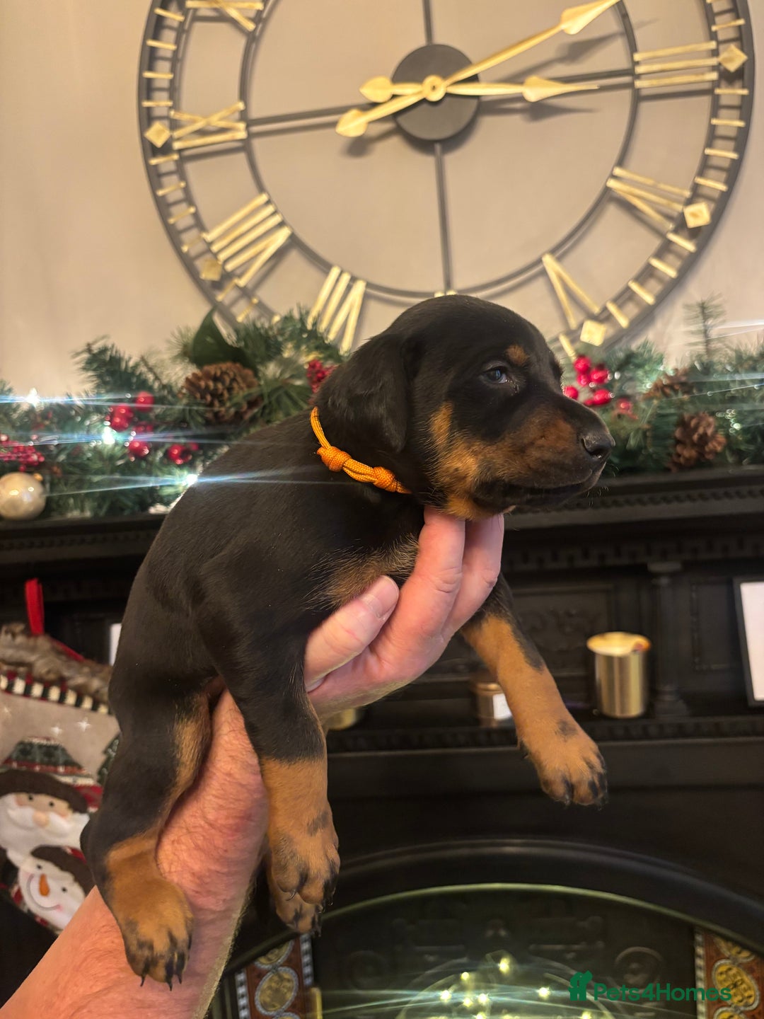 Dobermann dogs for sale: Beautiful chunky Dobermans puppies  - Advert 16