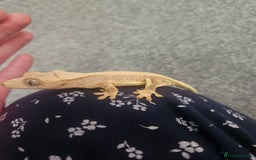 Gecko reptiles for sale: High Expression LilyWhite Crested Gecko - Image 2