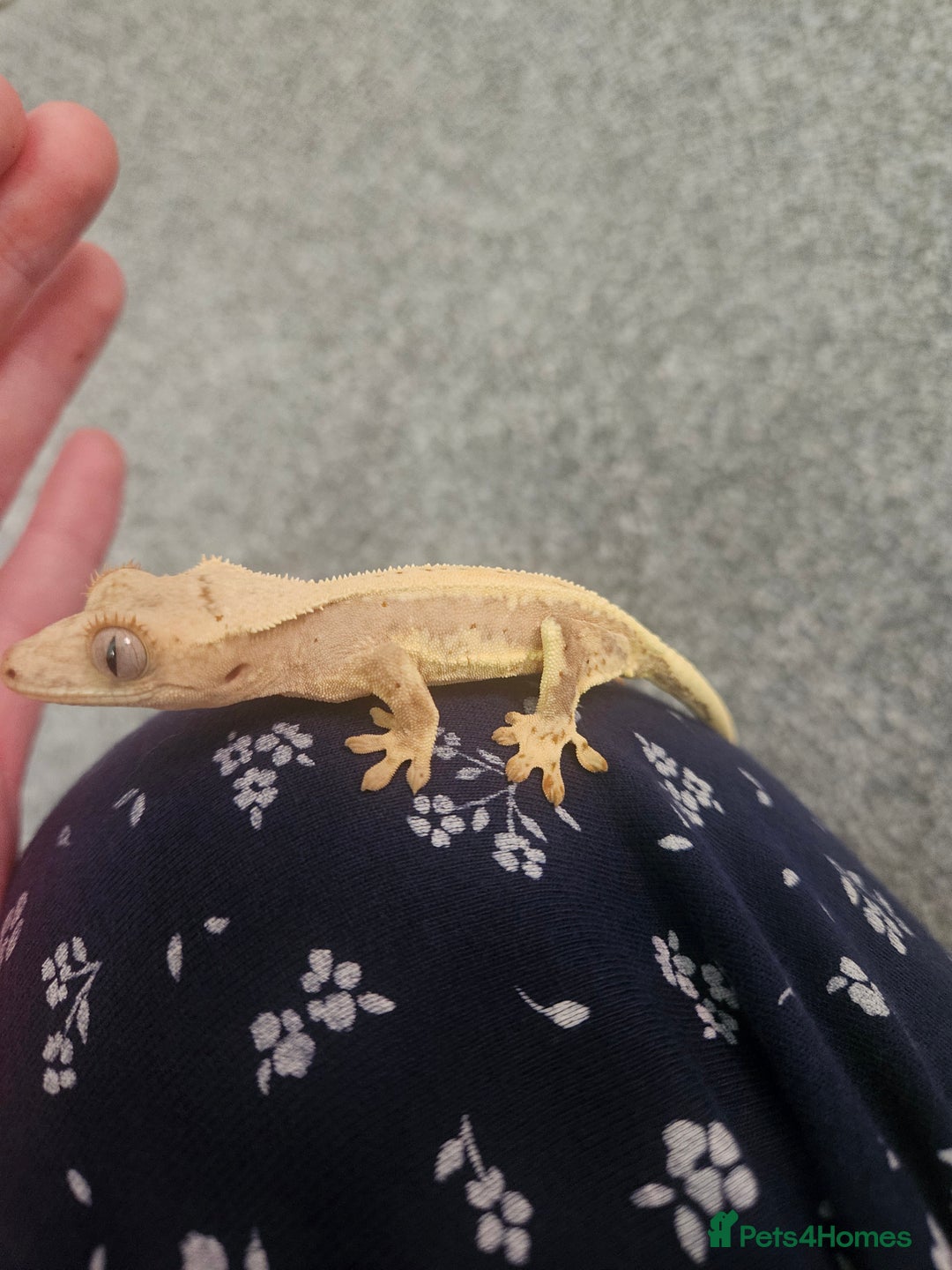 Gecko reptiles for sale: High Expression LilyWhite Crested Gecko - Image 2