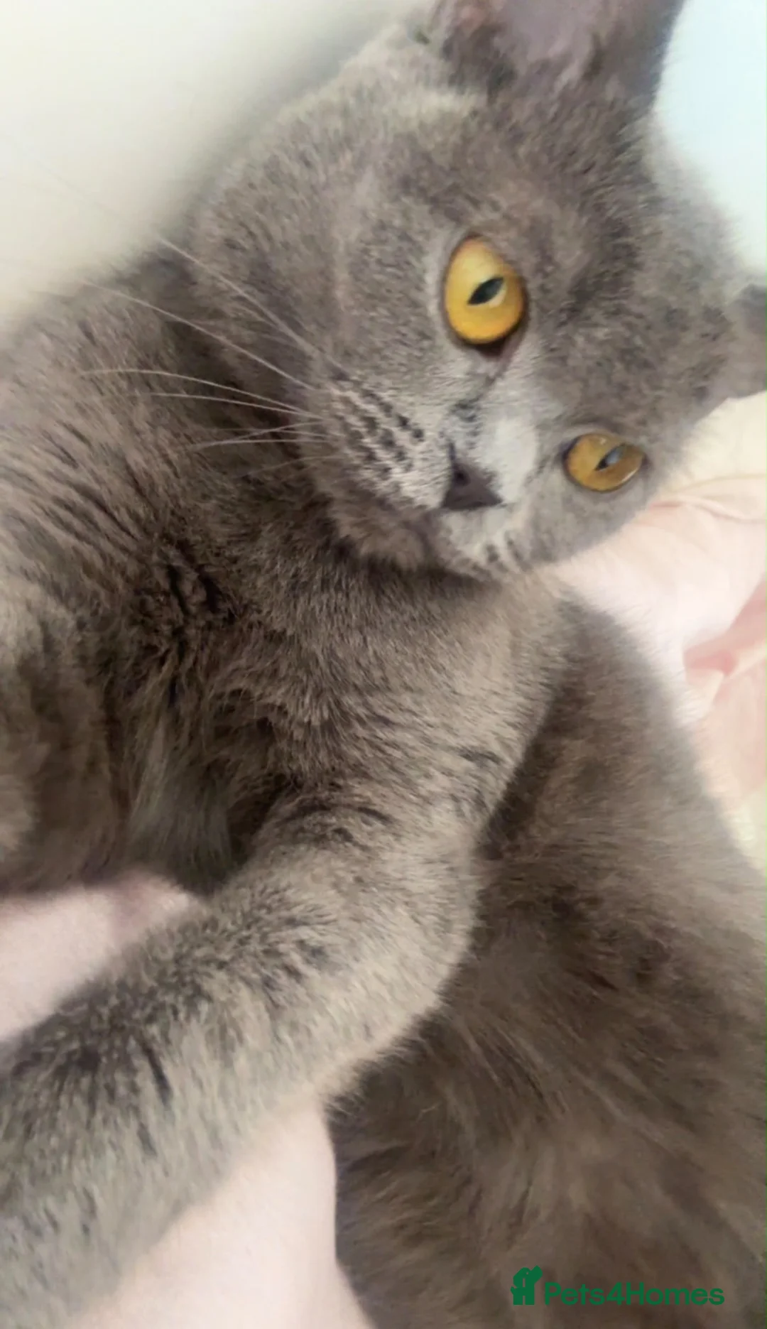 British Shorthair cats for sale: Female British Shorthair for sale - Advert 5