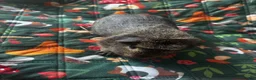 Guinea Pig rodents for sale: two bonded boys - Advert 3