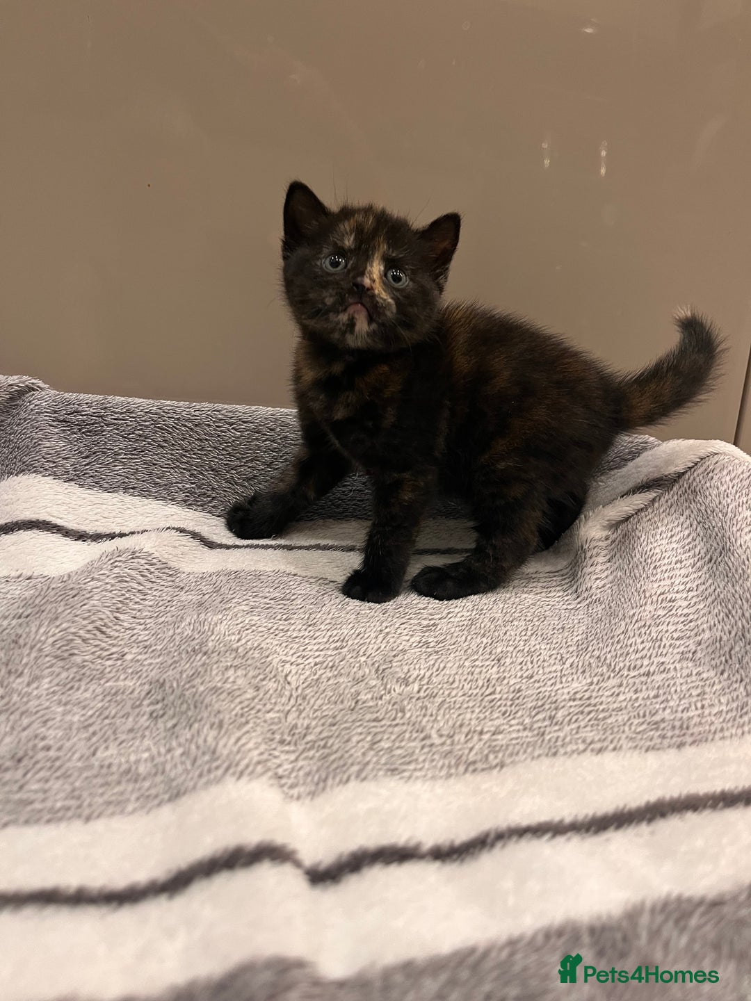 British Shorthair cats for sale: British Shorthair Kittens - Advert 7