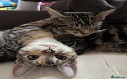 Domestic Shorthair cats for sale: 2 friendly and loveable female tabby cats  - Image 1