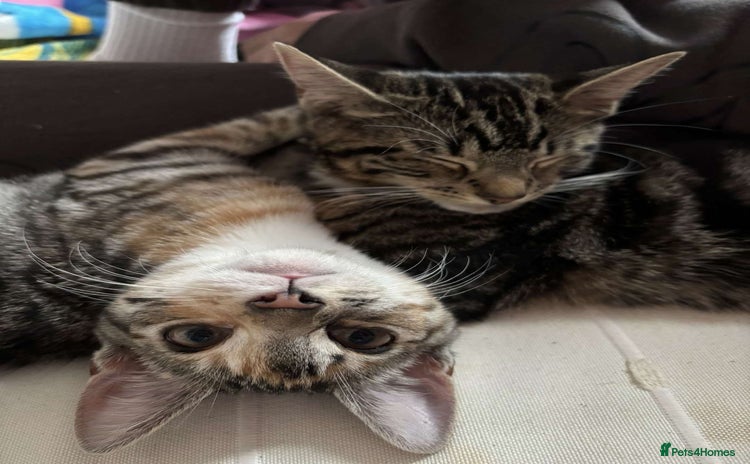 Domestic Shorthair cats - Advert 3