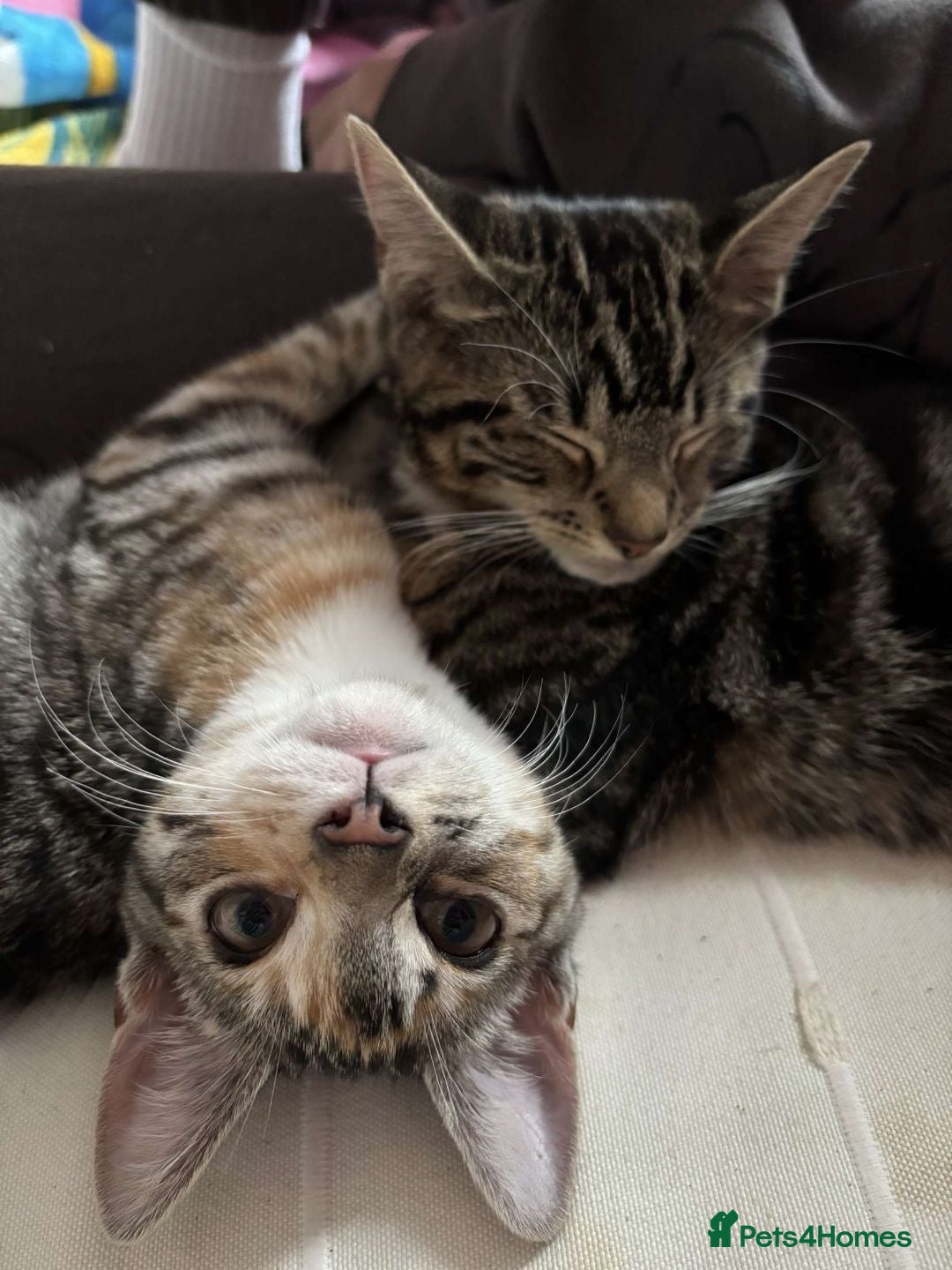Domestic Shorthair cats for sale: 2 friendly and loveable female tabby cats  - Image 1