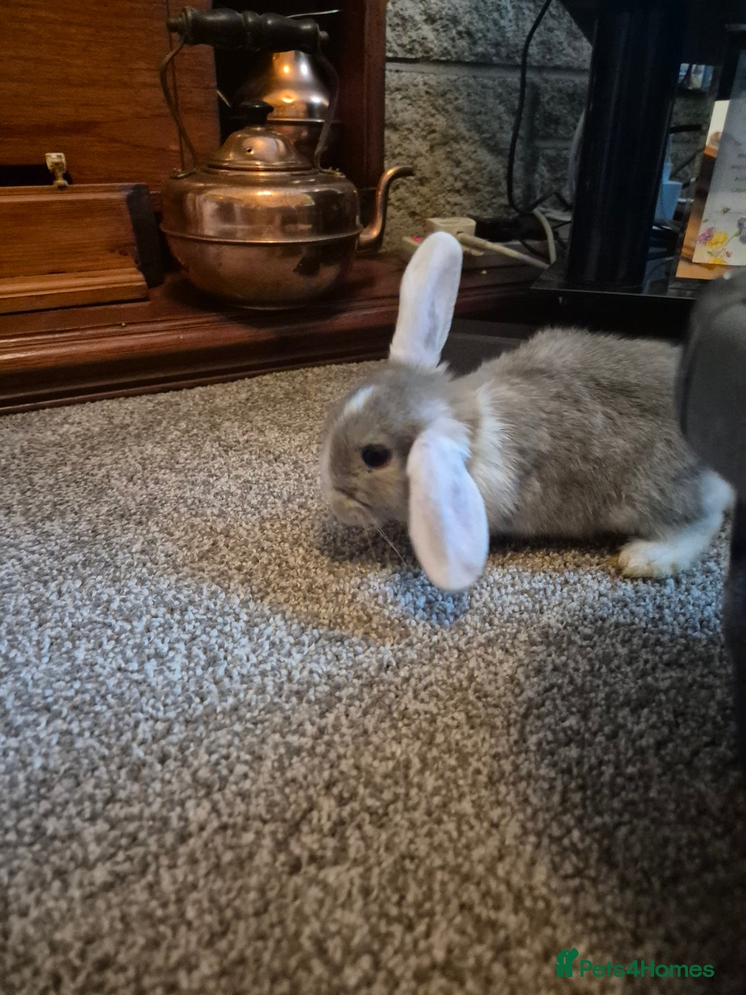 Mini Lop rabbits for sale: Lovely Male Mini Lop looking for loving new home  - Advert 4
