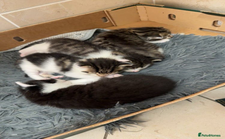 Mixed Breed cats - Advert 1