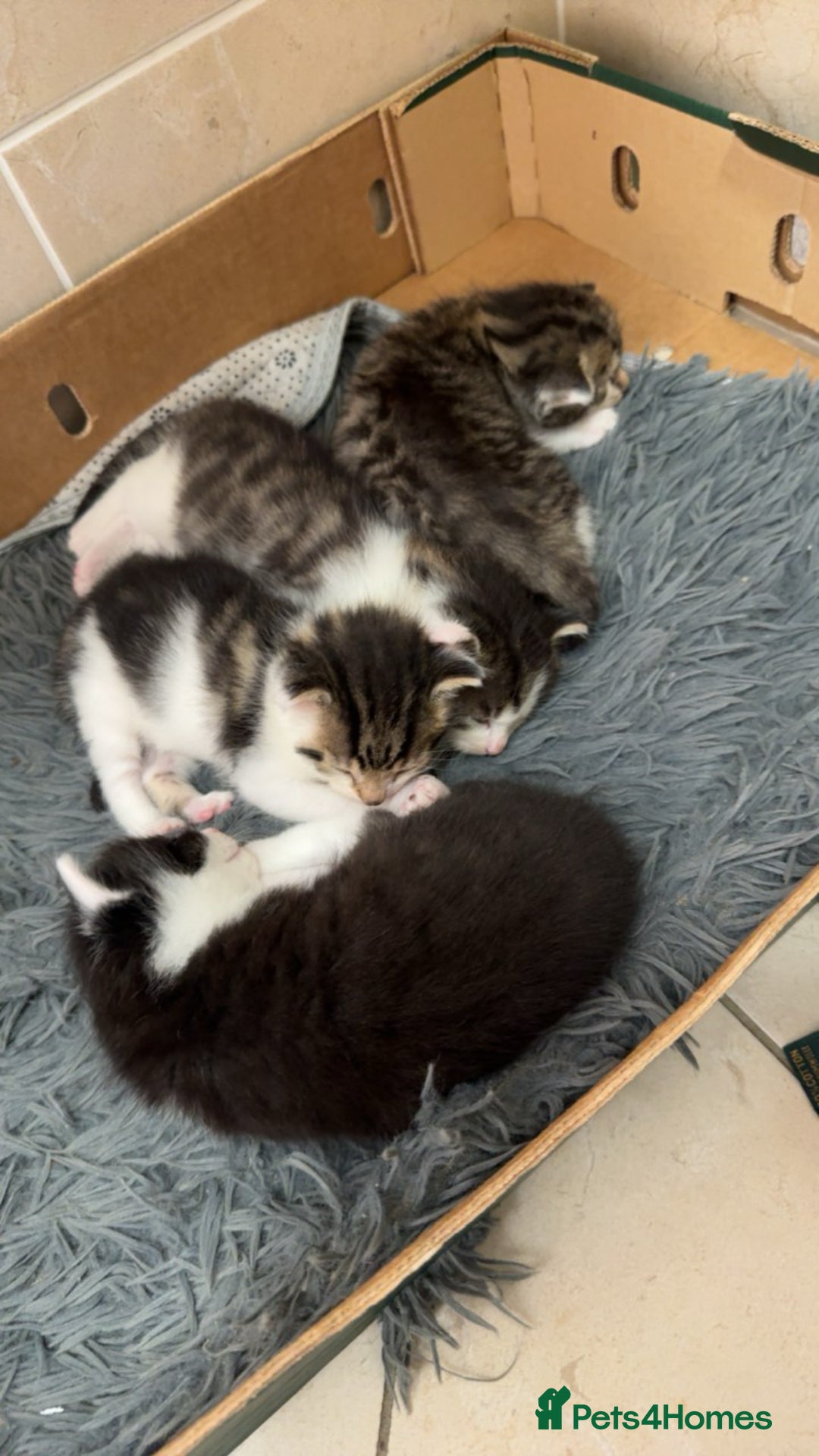 Mixed Breed cats for sale: 3 beautiful kittens  - Image 1