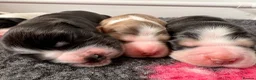 Cocker Spaniel dogs for sale: ✅RKC Reg✅DNA Tested✅Low COI✅Home Reared✅A* Reviews in Fareham - Advert 32