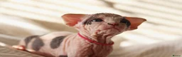 Sphynx cats for sale: Beautiful Pedigree Sphynx Kittens  - Advert 11