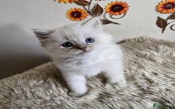 Ragdoll cats for sale: Registered male Ragdoll kittens  - Image 5