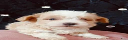 Maltipoo dogs for sale: Beautiful Maltipoo puppies for sale 🐶❤️ - Advert 9