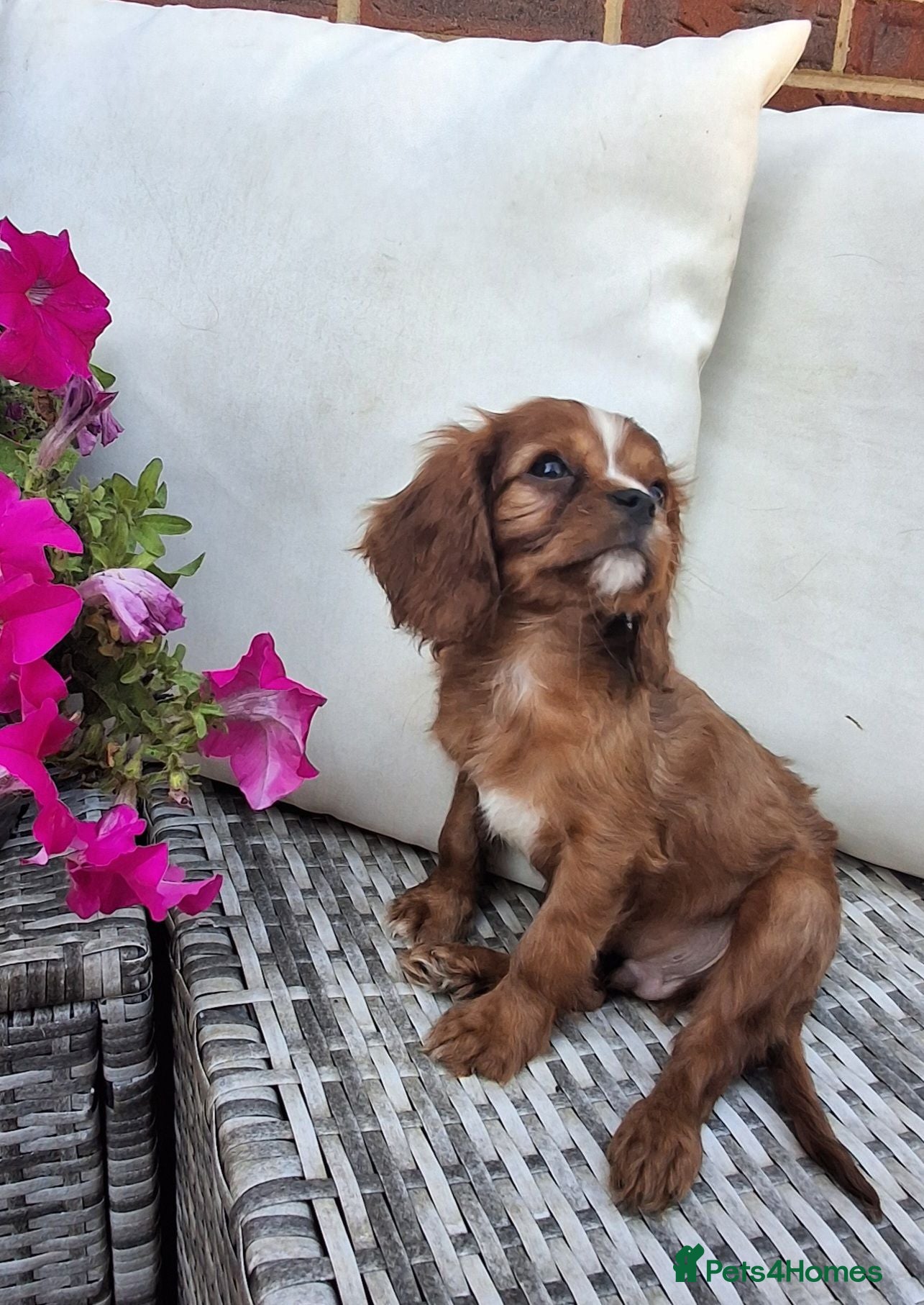 Cavalier King Charles Spaniel dogs Stunning King Charles cavalier Pups  - Advert 2