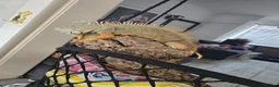 Iguana reptiles for sale: Iguana - Advert 3