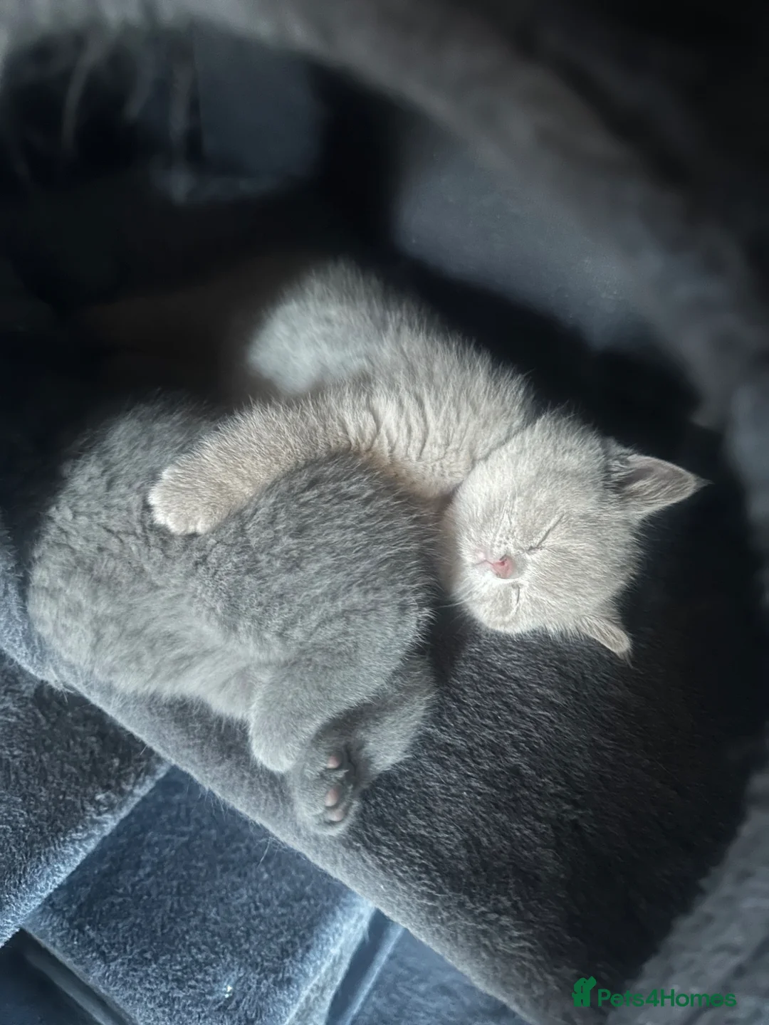 British Shorthair cats for sale: 2 cute kitties  - Advert 2
