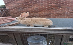 Mixed Breed rabbits for sale: Taka and Bobby - Image 12