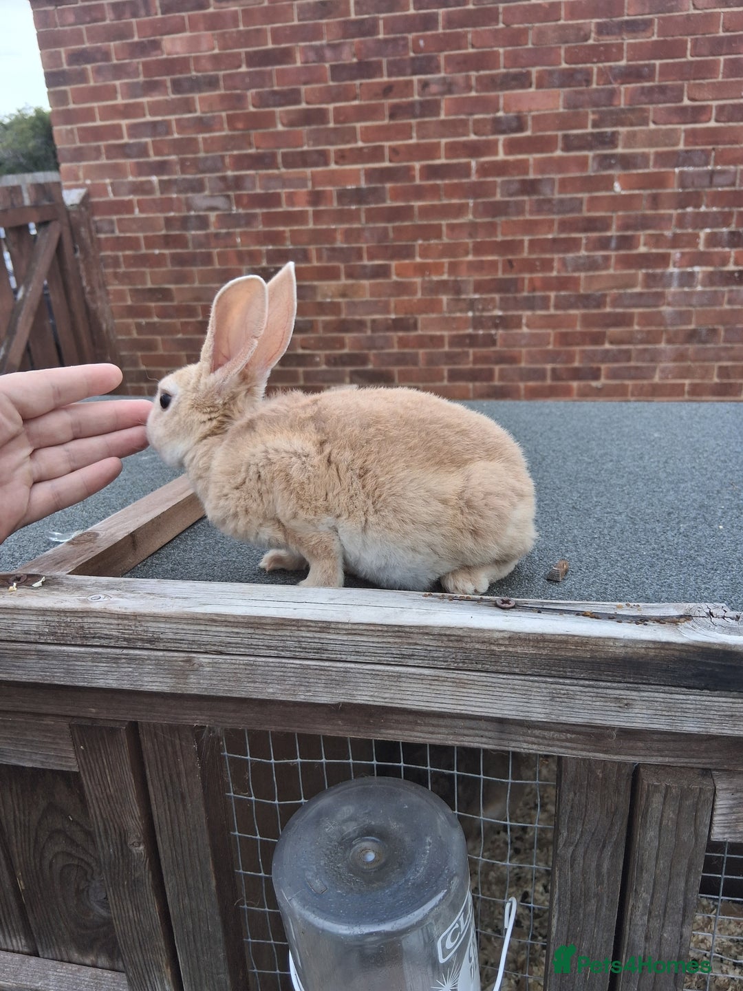 Mixed Breed rabbits for sale: Taka and Bobby - Image 12