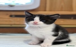 Mixed Breed cats for sale: 🐾 Adorable Kittens For Forever Homes 🐾  - Image 22