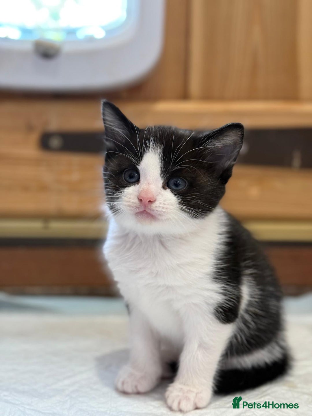 Mixed Breed cats for sale: 🐾 Adorable Kittens For Forever Homes 🐾  - Image 22