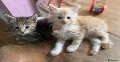 Maine Coon cats - Advert 13