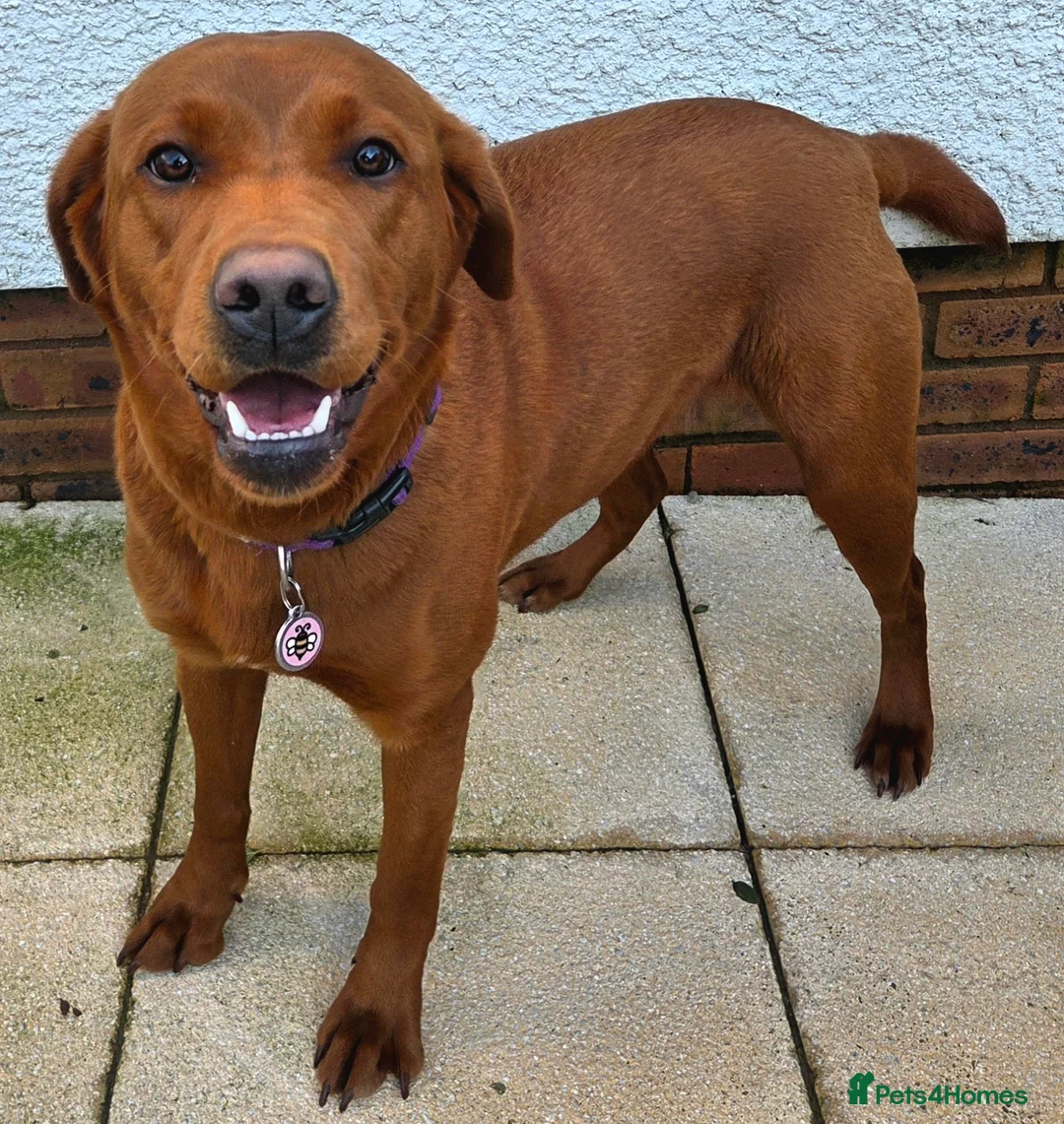 Labrador Retriever dogs for sale: Dark Fox Red Labrador Puppies - Advert 1