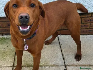 Labrador Retriever dogs Dark Fox Red Labradors - Advert 8