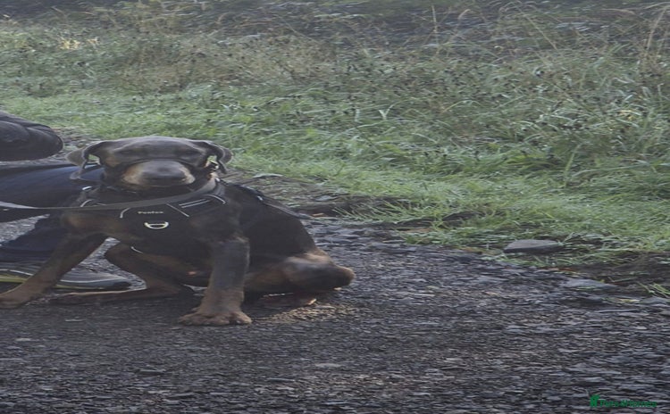 Dobermann dogs - Advert 8