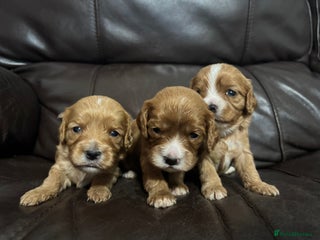 Cavapoo dogs Gorgeous F1 Cavapoo puppies. Health tested parents - Advert 5