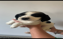 Cocker Spaniel dogs for sale: 1 boy puppy’s left💙 - Image 3