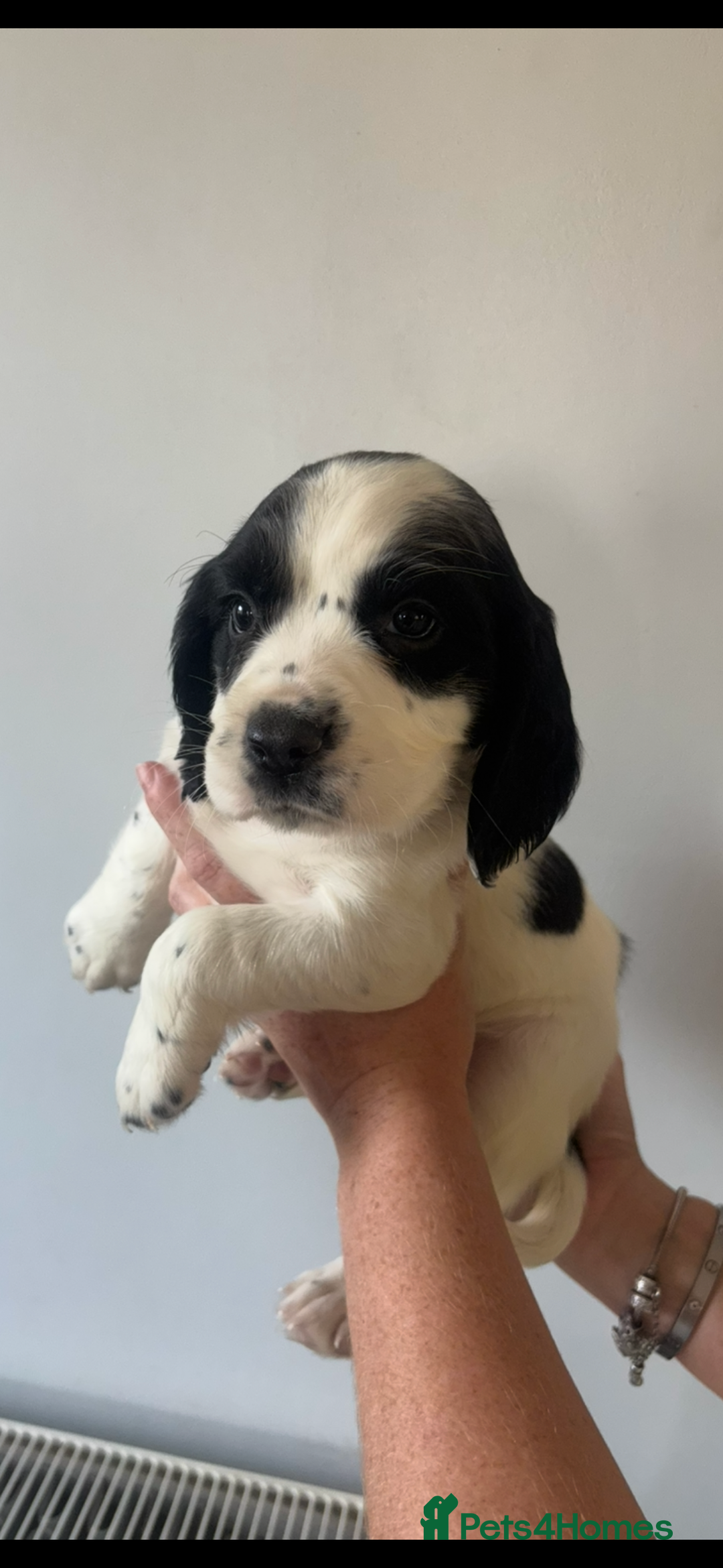 Cocker Spaniel dogs for sale: 1 boy puppy’s left💙 - Image 3
