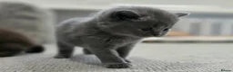 British Shorthair cats for sale: Gorgeous British Shorthair kittens Cute & Adorable - Advert 19