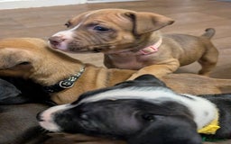 Mixed Breed dogs for sale: Beautiful American bulldog x staffie puppies  - Image 4
