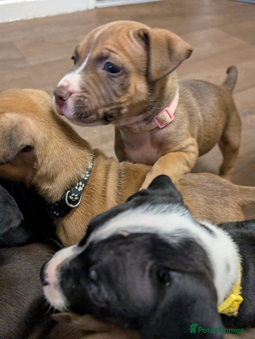 Mixed Breed dogs for sale: Beautiful American bulldog x staffie puppies  - Image 4