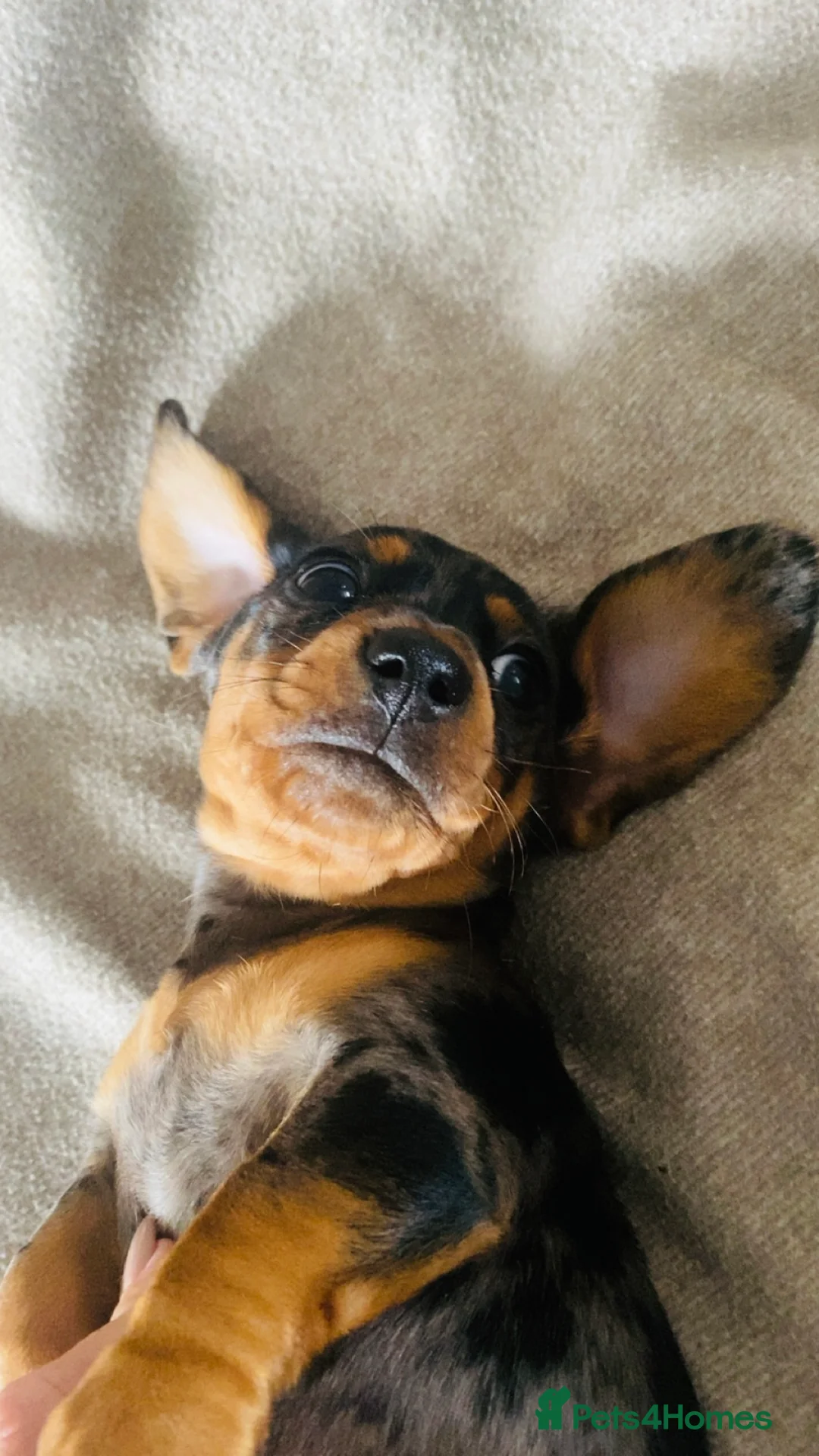 Miniature Dachshund dogs for sale: Male Miniature Dachshunds - Advert 15