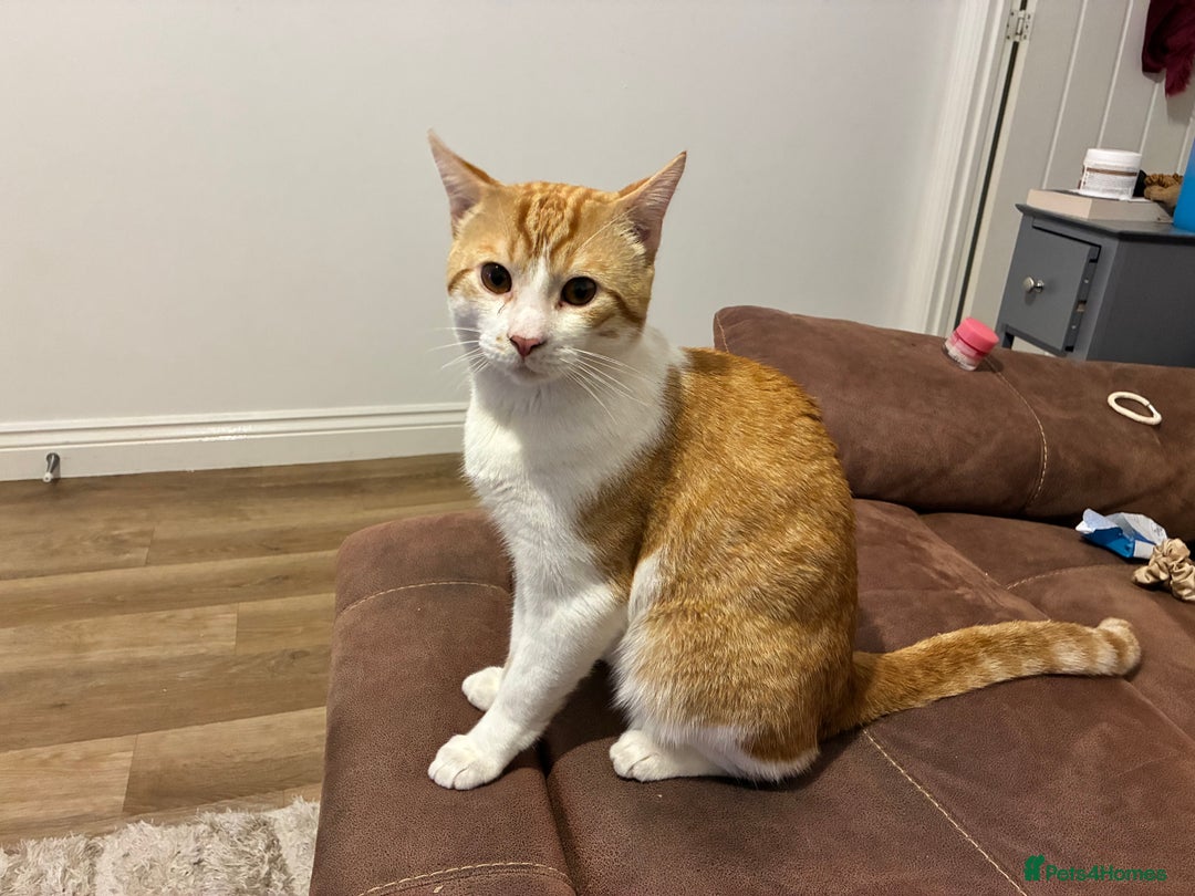 Mixed Breed cats for sale: Garfield – Friendly Young Cat Seeking Loving Home - Advert 2