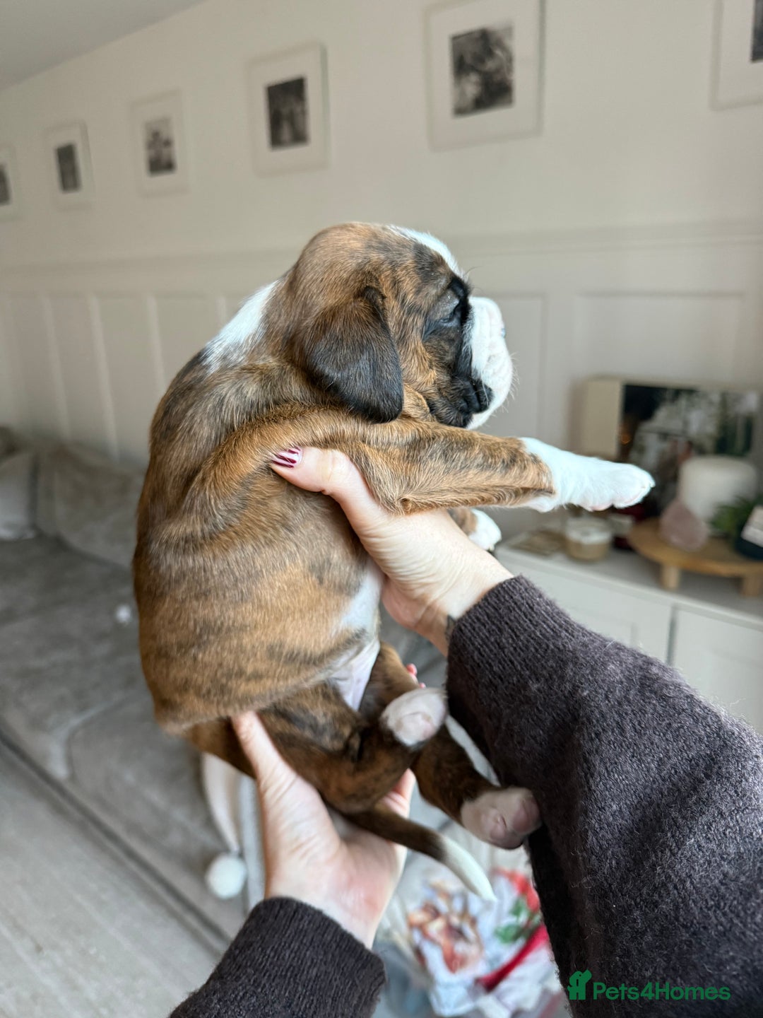 Boxer dogs for sale: 4 CHAMP BLOODLINE CHUNKY BOXER PUPS, bobtail/tail - Advert 35
