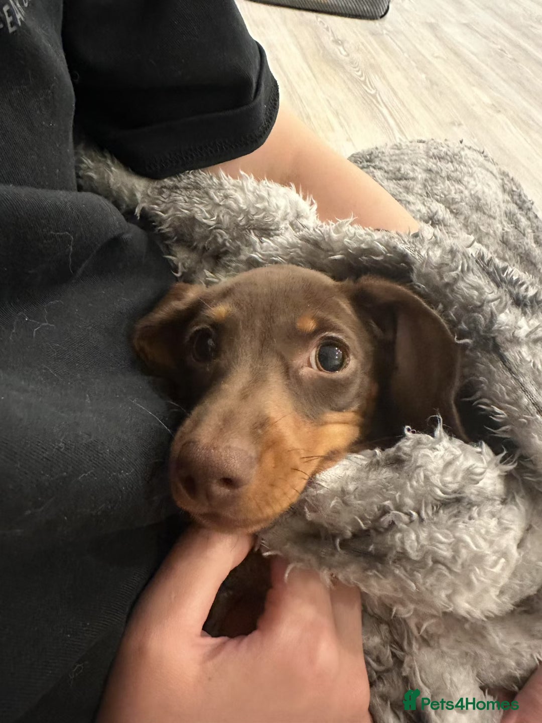 Dachshund dogs for sale: Adorable, Affectionate Dachshund Puppy for Sale🥰 - Advert 2
