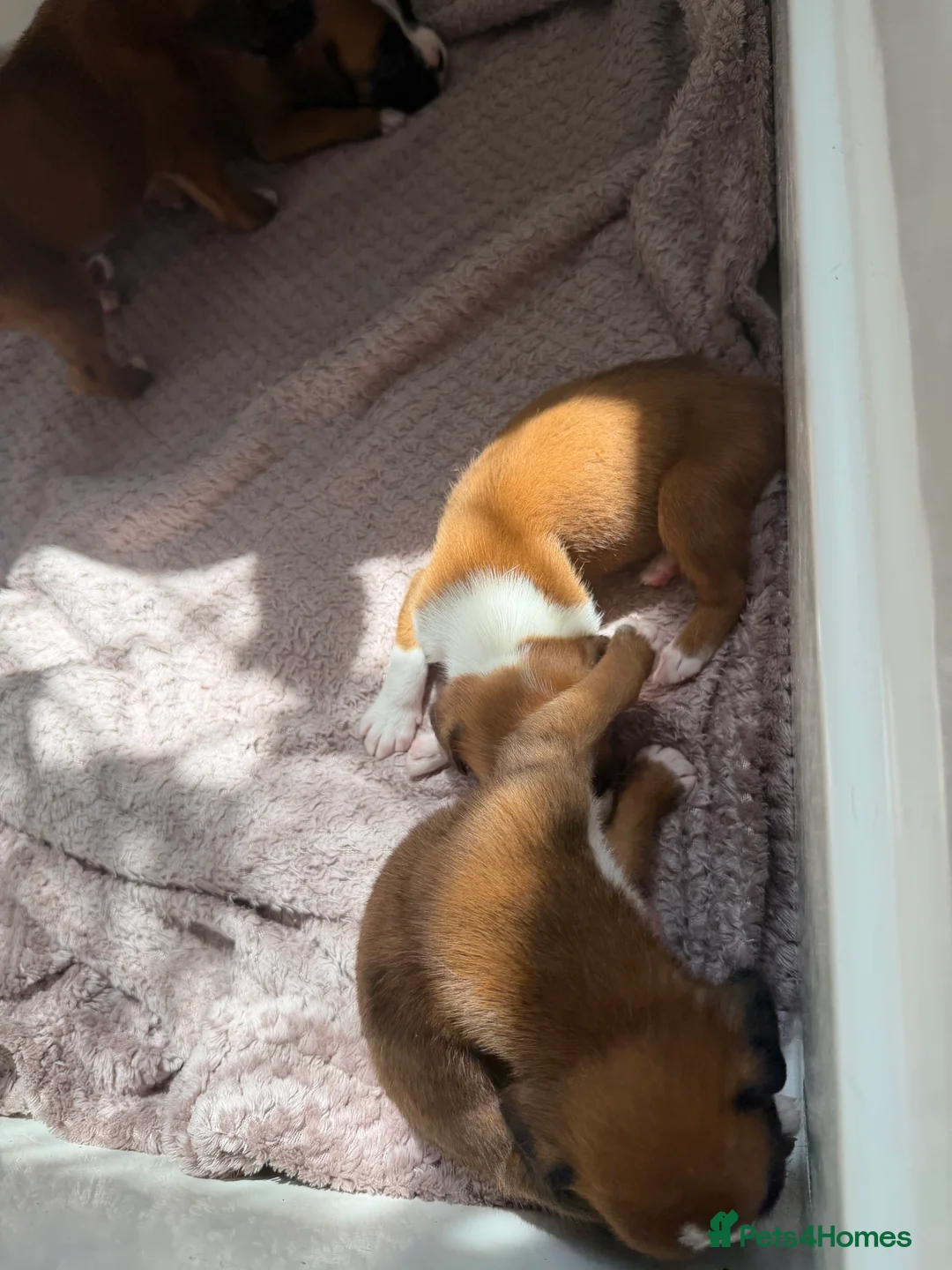 Boxer dogs for sale: Boxers - Advert 3