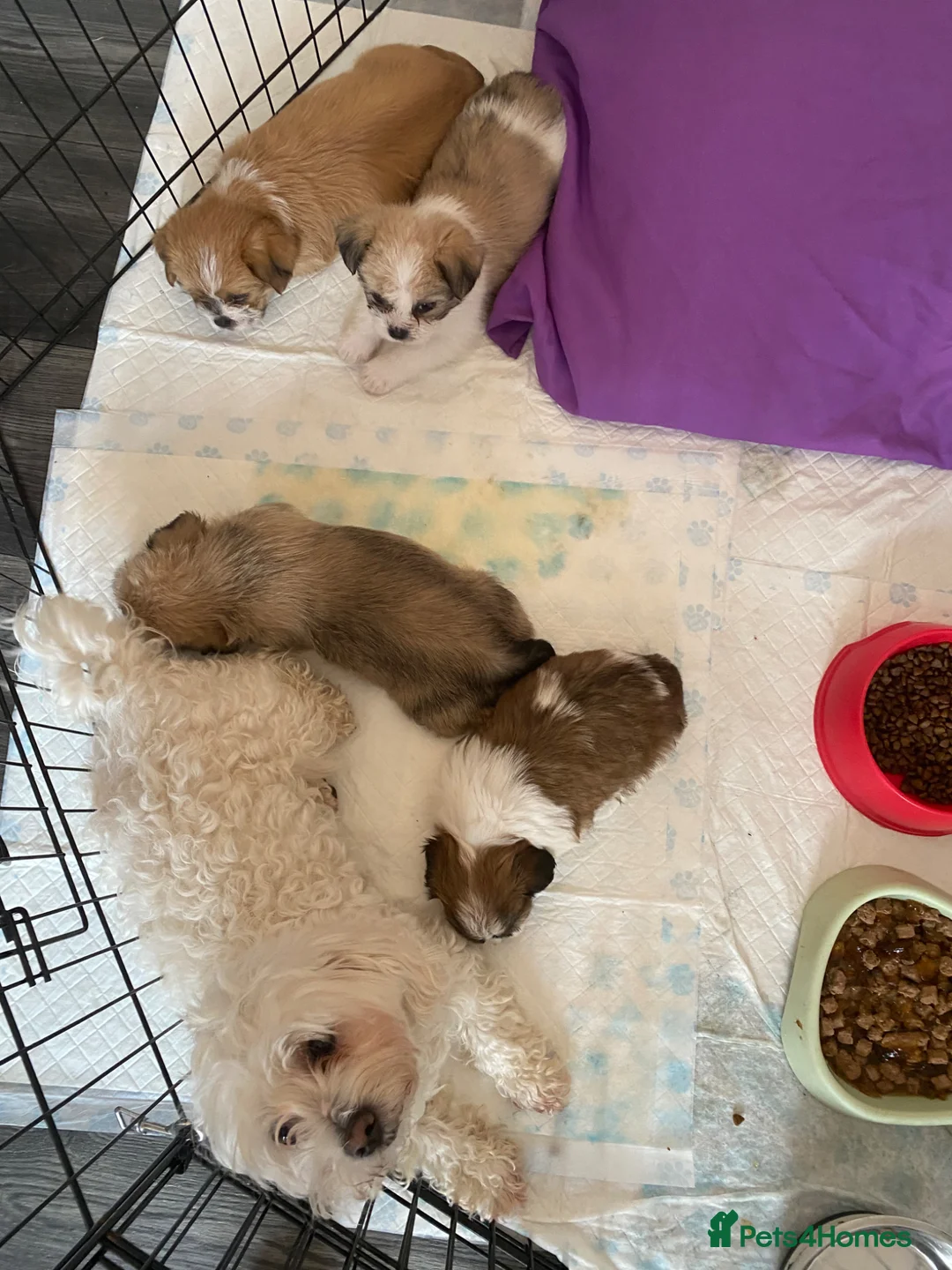 Maltipoo dogs for sale: Adorable tiny maltipoo puppies  - Advert 1