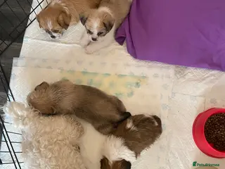 Maltipoo dogs Adorable tiny maltipoo puppies - Advert 1