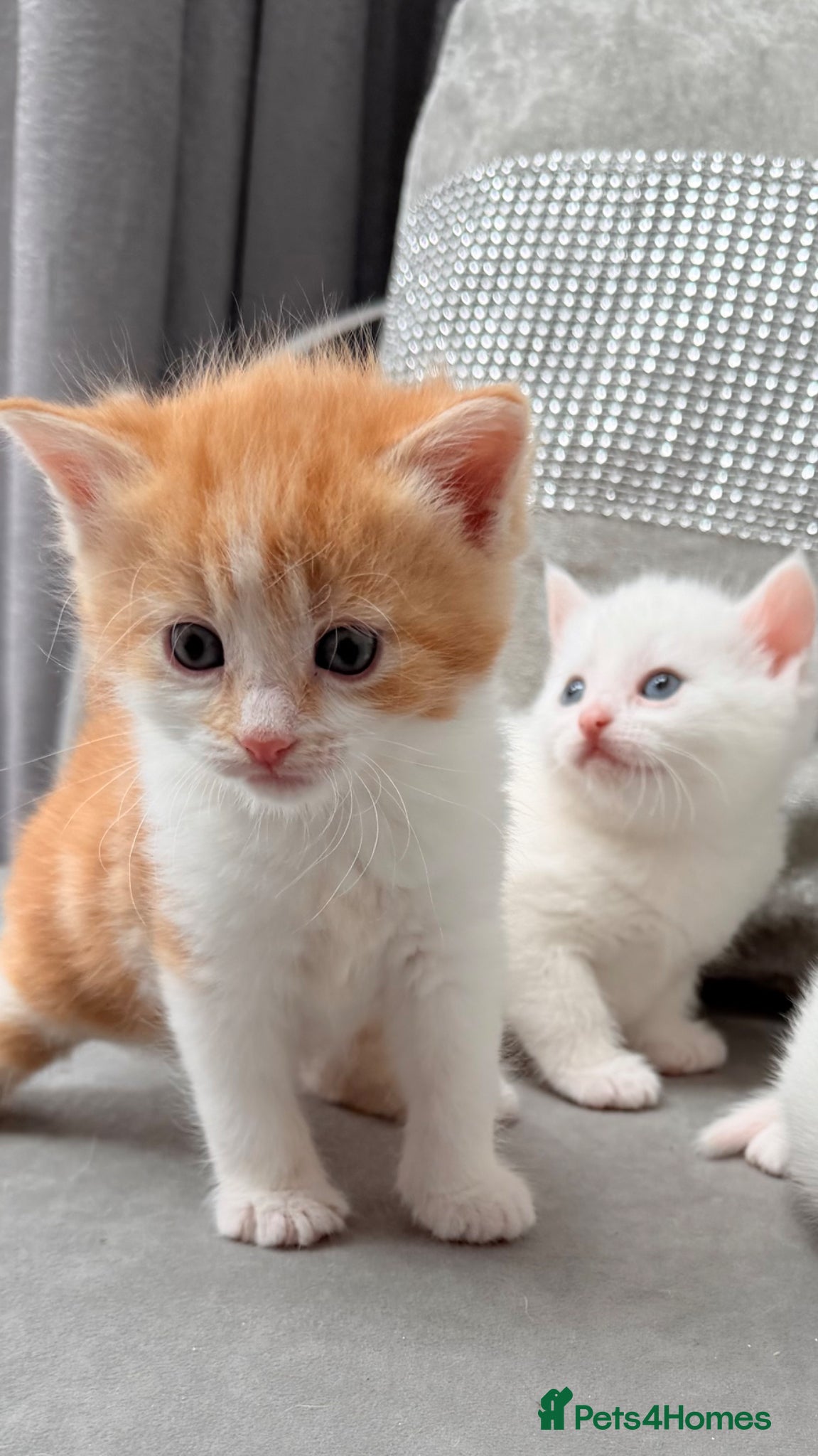 Mixed Breed cats Stunning and very playfull kittens - Advert 2