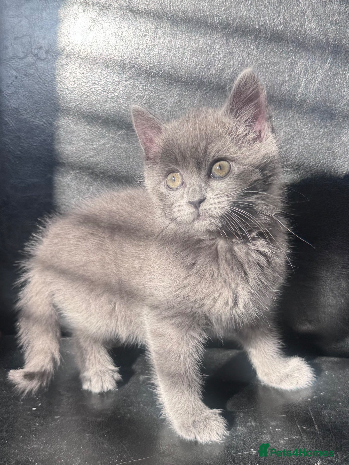 Mixed Breed cats Beautiful kitten - Advert 1