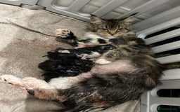 Maine Coon cats for sale: Gorgeous Maine Coon Cross Kittens - Image 18