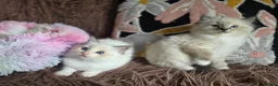 Ragdoll cats for sale: GCCF Registered Gorgeous Kittens  - Advert 23